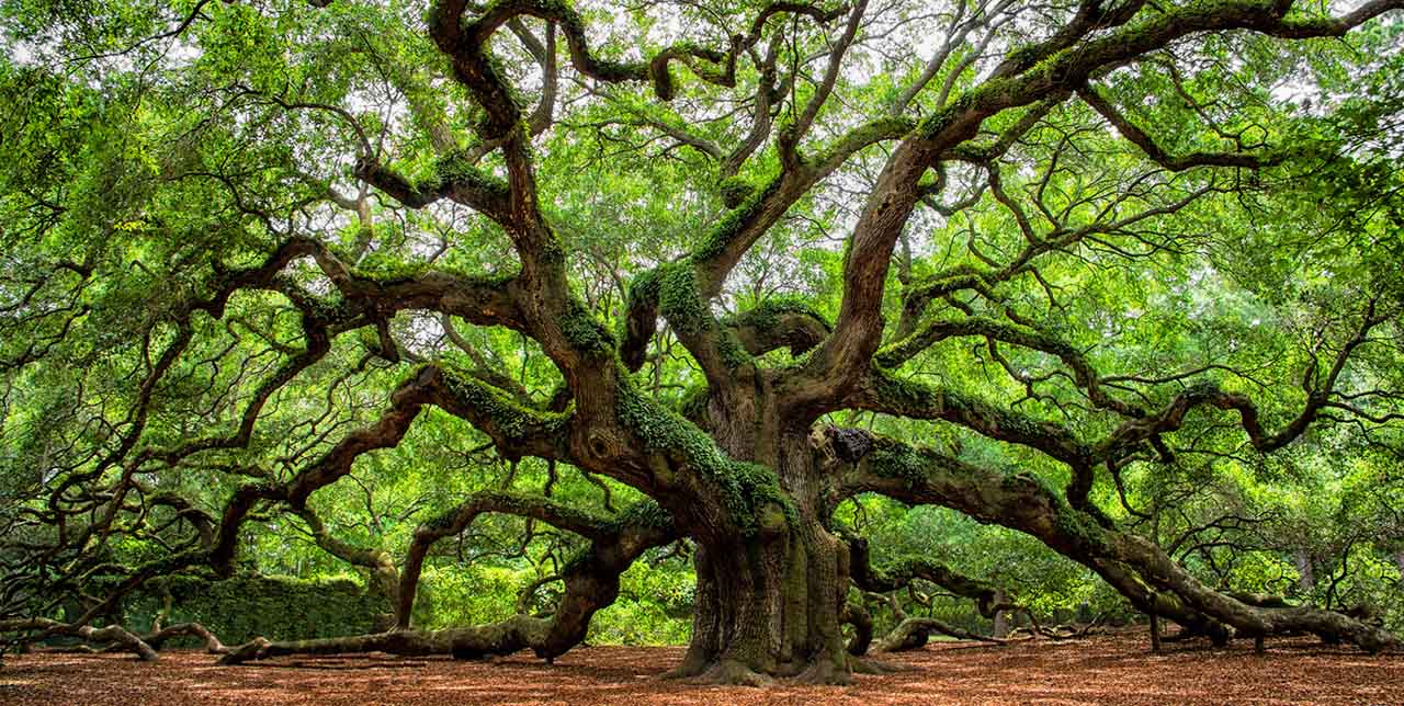 A massive, ancient oak tree with thick, gnarled branches that sprawl outwards in every direction, some resting on the ground