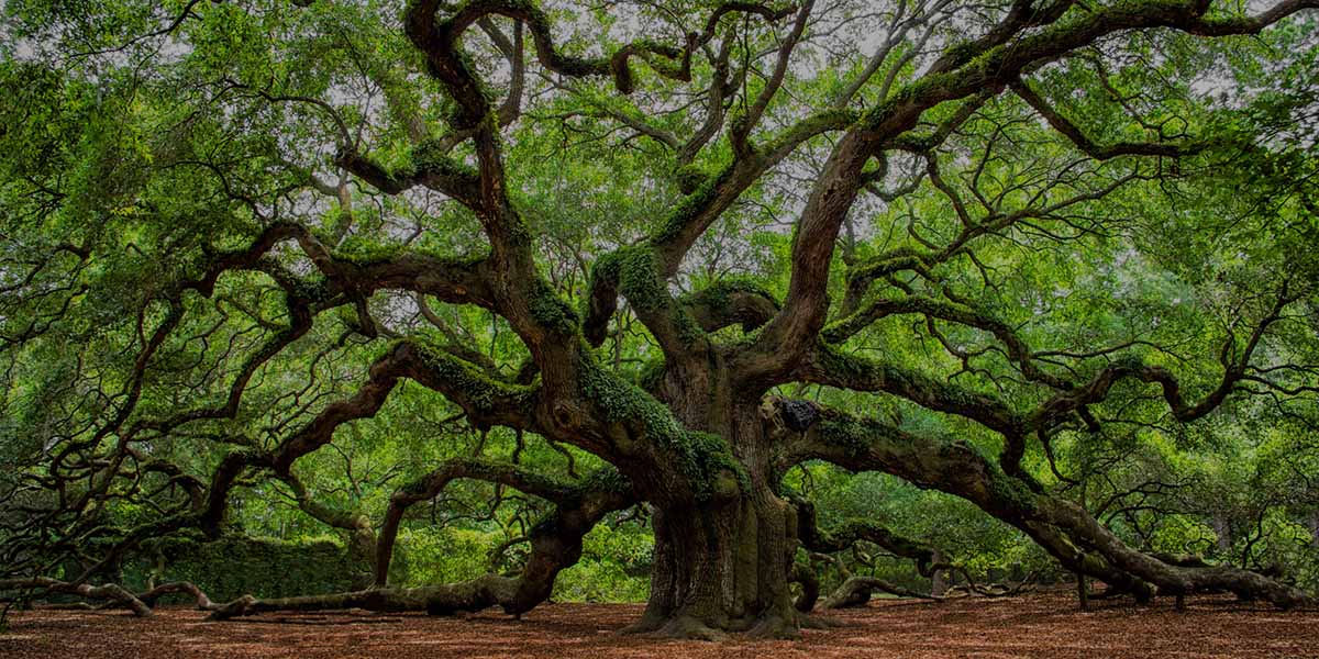 A massive, ancient oak tree with thick, gnarled branches that sprawl outwards in every direction, some resting on the ground